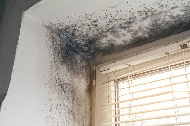 Affordable Mold Cleanup solutions in Franklin, PA