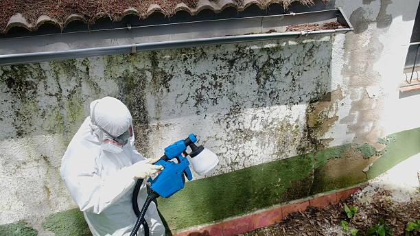 Top rated local Mold Cleanup specialists in Franklin, PA